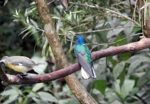 A hummingbird on a branch